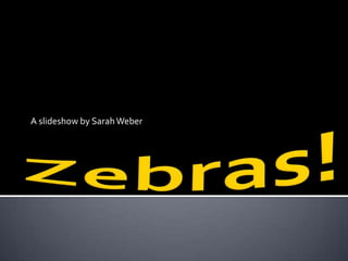 Zebras! A slideshow by Sarah Weber 