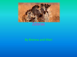 Zebras


By Brenna and Mari
 