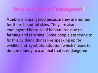 Why Are Zebras Endangered?
A zebra is endangered because they are hunted
for there beautiful skins. They are also
endangered because of habitat loss due to
farming and ranching. Some people are trying to
fix this by doing things like speaking up for
wildlife and symbolic adoption which means to
donate money to a animal that is endangered.
 