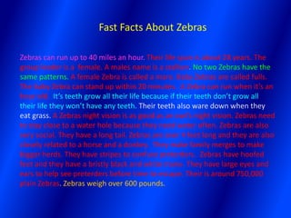 Fast Facts About Zebras

Zebras can run up to 40 miles an hour. Their life span is about 28 years. The
group leader is a female. A males name is a stallion. No two Zebras have the
same patterns. A female Zebra is called a mare. Baby Zebras are called fulls.
The baby Zebra can stand up within 20 minutes. A Zebra can run when it’s an
hour old. It’s teeth grow all their life because if their teeth don’t grow all
their life they won’t have any teeth. Their teeth also ware down when they
eat grass. A Zebras night vision is as good as an owl’s night vision. Zebras need
to stay close to a water hole because they need water often. Zebras are also
very social. They have a long tail. Zebras are over 4 feet long and they are also
closely related to a horse and a donkey. They make family merges to make
bigger herds. They have stripes to confuse preterders. Zebras have hoofed
feet and they have a bristly black and white mane. They have large eyes and
ears to help see preterders before time to escape. Their is around 750,000
plain Zebras. Zebras weigh over 600 pounds.
 