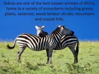 Zebras are one of the best known animals of Africa, home to a variety of ecosystems including grassy plains, savannas, wood landsor shrubs, mountains and coastal hills. 