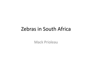 Zebras in South Africa
Mack Prioleau
 