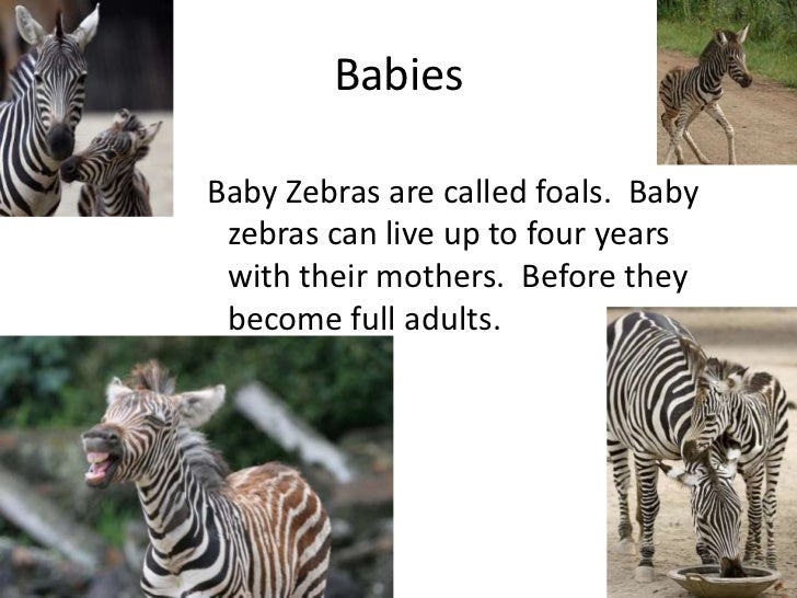 Zebras