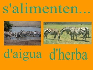 s'alimenten... d'aigua d'herba 