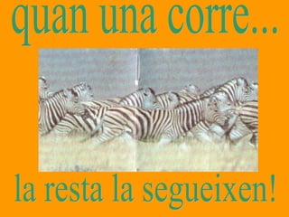 quan una corre... la resta la segueixen! 