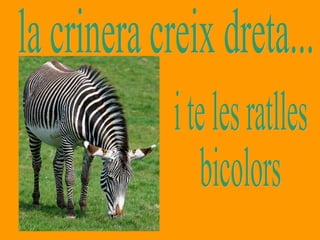 i te les ratlles bicolors la crinera creix dreta... 