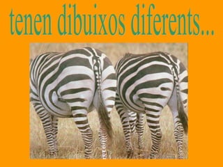 tenen dibuixos diferents... 
