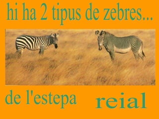 hi ha 2 tipus de zebres... de l'estepa reial 