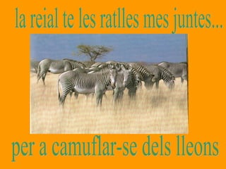 la reial te les ratlles mes juntes... per a camuflar-se dels lleons 