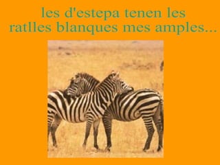 les d'estepa tenen les  ratlles blanques mes amples... 