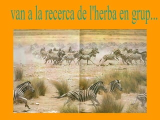 van a la recerca de l'herba en grup... 