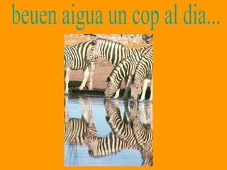 beuen aigua un cop al dia... 