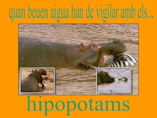 quan beuen aigua han de vigilar amb els... hipopotams 