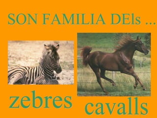 zebres SON FAMILIA DEls ... cavalls 