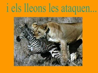 i els lleons les ataquen... 