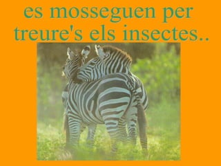 es mosseguen per treure's els insectes... 