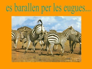 es barallen per les eugues... 