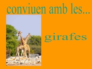 conviuen amb les... girafes 