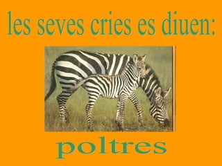 les seves cries es diuen: poltres 