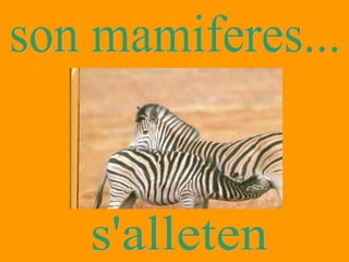 son mamiferes... s'alleten 