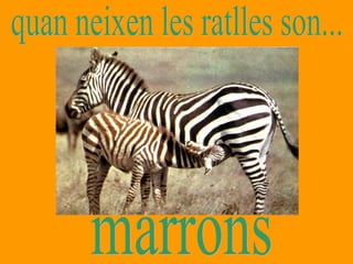 quan neixen les ratlles son... marrons 