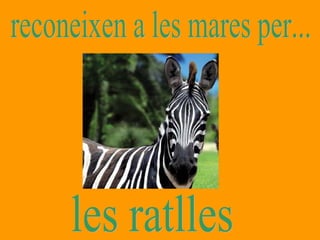 reconeixen a les mares per... les ratlles 