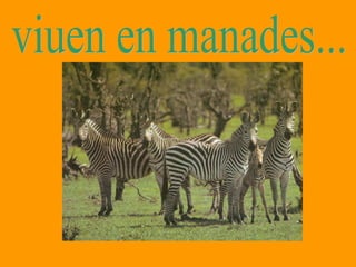 viuen en manades... 