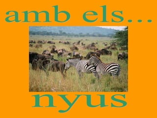 amb els... nyus 