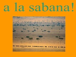 a la sabana! 