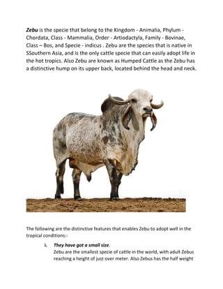 Zebu is the specie that belong to the Kingdom - Animalia, Phylum -
Chordata, Class - Mammalia, Order - Artiodactyla, Family - Bovinae,
Class – Bos, and Specie - indicus . Zebu are the species that is native in
SSouthern Asia, and is the only cattle specie that can easily adopt life in
the hot tropics. Also Zebu are known as Humped Cattle as the Zebu has
a distinctive hump on its upper back, located behind the head and neck.
The following are the distinctive features that enables Zebu to adopt well in the
tropical conditions:-
i. They have got a small size.
Zebu are the smallest specie of cattle in the world, with adult Zebus
reaching a height of just over meter. Also Zebus has the half weight
 