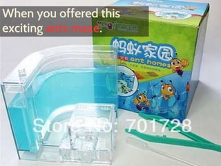 When you offered this 
exciting ants maze. 
 