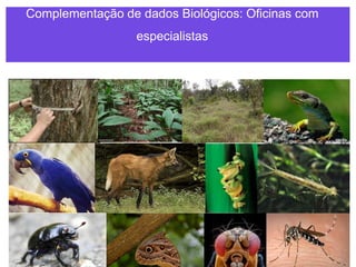 Complementação de dados Biológicos: Oficinas com
especialistas
 