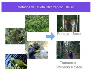 Métodos de Coleta Otimizados: ICMBio
Transecto -
Chuvoso e Seco
Parcela - Seco
 