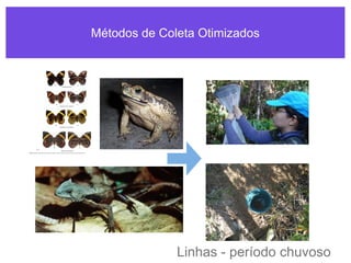 Métodos de Coleta Otimizados
Linhas - período chuvoso
 