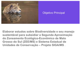 Objetivo Principal
Elaborar estudos sobre Biodiversidade e seu manejo
sustentável para subsidiar a Segunda Aproximação
do Zoneamento Ecológico-Econômico de Mato
Grosso do Sul (ZEE/MS) e Sistema Estadual de
Unidades de Conservação – Projeto SIGA/MS .
 
