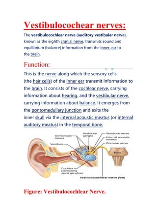 Vestibulocochear nerves:
The vestibulocochlear nerve (auditory vestibular nerve),
known as the eighth cranial nerve, transmits sound and
equilibrium (balance) information from the inner ear to
the brain.
Function:
This is the nerve along which the sensory cells
(the hair cells) of the inner ear transmit information to
the brain. It consists of the cochlear nerve, carrying
information about hearing, and the vestibular nerve,
carrying information about balance. It emerges from
the pontomedullary junction and exits the
inner skull via the internal acoustic meatus (or internal
auditory meatus) in the temporal bone.
Figure: Vestibulocochlear Nerve.
 