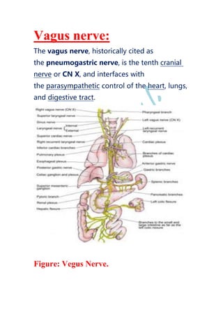 Vagus nerve:
The vagus nerve, historically cited as
the pneumogastric nerve, is the tenth cranial
nerve or CN X, and interfaces with
the parasympathetic control of the heart, lungs,
and digestive tract.
Figure: Vegus Nerve.
 