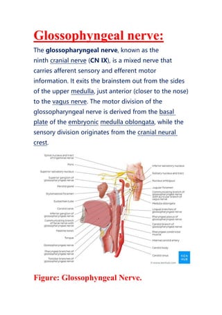 Glossophyngeal nerve:
The glossopharyngeal nerve, known as the
ninth cranial nerve (CN IX), is a mixed nerve that
carries afferent sensory and efferent motor
information. It exits the brainstem out from the sides
of the upper medulla, just anterior (closer to the nose)
to the vagus nerve. The motor division of the
glossopharyngeal nerve is derived from the basal
plate of the embryonic medulla oblongata, while the
sensory division originates from the cranial neural
crest.
Figure: Glossophyngeal Nerve.
 
