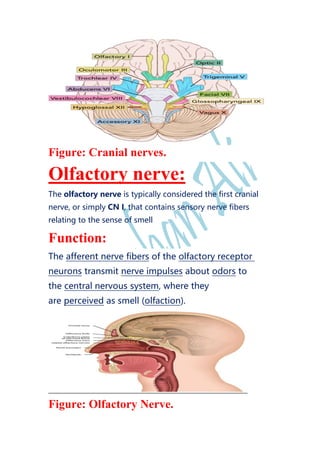 Figure: Cranial nerves.
Olfactory nerve:
The olfactory nerve is typically considered the first cranial
nerve, or simply CN I, that contains sensory nerve fibers
relating to the sense of smell
Function:
The afferent nerve fibers of the olfactory receptor
neurons transmit nerve impulses about odors to
the central nervous system, where they
are perceived as smell (olfaction).
Figure: Olfactory Nerve.
 
