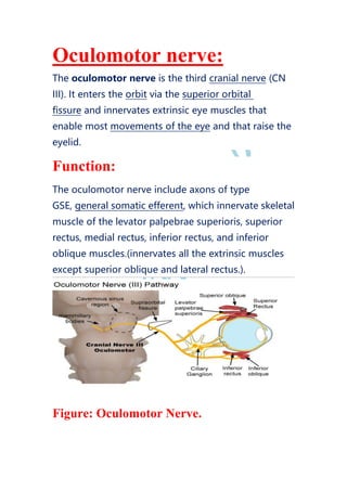 Oculomotor nerve:
The oculomotor nerve is the third cranial nerve (CN
III). It enters the orbit via the superior orbital
fissure and innervates extrinsic eye muscles that
enable most movements of the eye and that raise the
eyelid.
Function:
The oculomotor nerve include axons of type
GSE, general somatic efferent, which innervate skeletal
muscle of the levator palpebrae superioris, superior
rectus, medial rectus, inferior rectus, and inferior
oblique muscles.(innervates all the extrinsic muscles
except superior oblique and lateral rectus.).
Figure: Oculomotor Nerve.
 