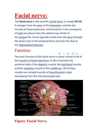 Facial nerve:
The facial nerve is the seventh cranial nerve, or simply CN VII.
It emerges from the pons of the brainstem, controls the
muscles of facial expression, and functions in the conveyance
of taste sensations from the anterior two-thirds of
the tongue.The nerves typically travels from the pons through
the facial canal in the temporal bone and exits the skull at
the stylomastoid foramen.
Function:
The main function of the facial nerve is motor control of all of
the muscles of facial expression. It also innervates the
posterior belly of the digastric muscle, the stylohyoid muscle,
and the stapedius muscle of the middle ear. All of these
muscles are striated muscles of branchiomeric origin
developing from the 2nd pharyngeal arch.
Figure: Facial Nerve.
 