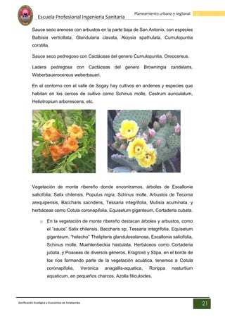 Escuela Profesional Ingenieria Sanitaria
21
Planeamiento urbano y regional
Zonificación Ecológica y Económica de Yarabamba
21
Sauce seco arenoso con arbustos en la parte baja de San Antonio, con especies
Balbisia verticillata, Glandularia clavata, Aloysia spathulata, Cumulopuntia
corotilla.
Sauce seco pedregoso con Cactáceas del genero Cumulopuntia, Oreocereus.
Ladera pedregosa con Cactáceas del genero Browningia candelaris,
Weberbauerocereus weberbaueri.
En el contorno con el valle de Sogay hay cultivos en andenes y especies que
habitan en los cercos de cultivo como Schinus molle, Cestrum auriculatum,
Heliotropium arborescens, etc.
Vegetación de monte ribereño donde encontramos, árboles de Escallonia
salicifolia, Salix chilensis, Populus nigra, Schinus molle, Arbustos de Tecoma
arequipensis, Baccharis sacndens, Tessaria integrifolia, Mutisia acuminata, y
herbáceas como Cotula coronapifolia, Equisetum giganteum, Cortaderia cubata.
o En la vegetación de monte ribereño destacan árboles y arbustos, como
el “sauce” Salix chilensis, Baccharis sp, Tessaria integrifolia, Equisetum
giganteum, “helecho” Thelipteris glandulosolanosa, Escallonia salicifolia,
Schinus molle, Muehlenbeckia hastulata, Herbáceos como Cortaderia
jubata, y Poaceas de diversos géneros, Eragrosti y Stipa, en el borde de
los ríos formando parte de la vegetación acuática, tenemos a Cotula
coronapifolia, Verónica anagallis-aquatica, Rorippa nasturtium
aquaticum, en pequeños charcos, Azolla filiculoides.
 