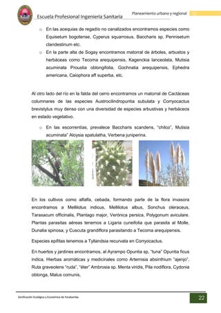 Escuela Profesional Ingenieria Sanitaria
22
Planeamiento urbano y regional
Zonificación Ecológica y Económica de Yarabamba
22
o En las acequias de regadío no canalizados encontramos especies como
Equisetum bogotense, Cyperus squarrosus, Baccharis sp, Pennisetum
clandestinum etc.
o En la parte alta de Sogay encontramos matorral de árboles, arbustos y
herbáceas como Tecoma arequipensis, Kagenckia lanceolata, Mutisia
acuminata Proustia oblongifolia, Gochnatia arequipensis, Ephedra
americana, Caiophora aff superba, etc.
Al otro lado del río en la falda del cerro encontramos un matorral de Cactáceas
columnares de las especies Austrocilindropuntia subulata y Corryocactus
brevistylus muy denso con una diversidad de especies arbustivas y herbáceos
en estado vegetativo.
o En las escorrentías, prevalece Baccharis scandens, “chilco”, Mutisia
acuminata” Aloysia spatulatha, Verbena juniperina.
En los cultivos como alfalfa, cebada, formando parte de la flora invasora
encontramos a Mellilotus indicus, Mellilotus albus, Sonchus oleraceus,
Taraxacum officinalis, Plantago major, Verónica persica, Polygonum aviculare.
Plantas parasitas aéreas tenemos a Ligaria cuneifolia que parasita al Molle,
Dunalia spinosa, y Cuscuta grandiflora parasitando a Tecoma arequipensis.
Especies epifitas tenemos a Tyllandsia recurvata en Corryocactus.
En huertos y jardines encontramos, al Ayrampo Opuntia sp, “tuna” Opuntia ficus
indica, Hierbas aromáticas y medicinales como Artemisia absinthium “ajenjo”,
Ruta graveolens “ruda”, “éter” Ambrosia sp. Menta viridis, Pila nodiflora, Cydonia
oblonga, Malus comunis,
 