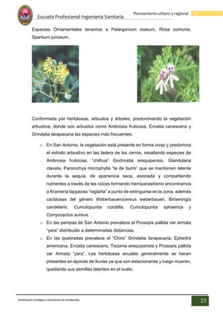 Escuela Profesional Ingenieria Sanitaria
23
Planeamiento urbano y regional
Zonificación Ecológica y Económica de Yarabamba
23
Especies Ornamentales tenemos a Pelargonium roseum, Rosa comunis,
Spartium junceum.
Conformada por herbáceas, arbustos y árboles, predominando la vegetación
arbustiva, donde son arbustos como Ambrosia fruticosa, Encelia canescens y
Grindelia tarapacana las especies más frecuentes.
o En San Antonio, la vegetación está presente en forma vivaz y predomina
el estrato arbustivo en las ladera de los cerros, resaltando especies de
Ambrosia fruticosa, “chilhua” Gochnatia arequipensis, Glandularia
clavata, Paronichya microphylla “te de burro” que se mantienen latente
durante la sequía, de apariencia seca, asociada y compartiendo
nutrientes a través de las raíces formando hemiparasitismo encontramos
a Krameria lappacea “ragtaña” a punto de extinguirse en la zona, además
cactáceas del género Weberbauerocereus weberbaueri, Browningia
candelaris, Cumulopuntia corotilla, Cumulopuntia sphaerica y
Corryocactus aureus.
o En las pampas de San Antonio prevalece el Prosopis pallida var armata
“yara” distribuido a determinadas distancias.
o En las quebradas prevalece el “Chire” Grindelia tarapacana, Ephedra
americana, Encelia canescens, Tecoma arequipensis y Prosopis pallida
var Armata “yara”. Las herbáceas anuales generalmente se hacen
presentes en épocas de lluvias ya que son estacionarias y luego mueren,
quedando sus semillas latentes en el suelo.
 
