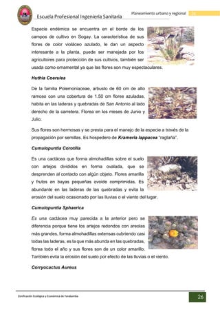 Escuela Profesional Ingenieria Sanitaria
26
Planeamiento urbano y regional
Zonificación Ecológica y Económica de Yarabamba
26
Especie endémica se encuentra en el borde de los
campos de cultivo en Sogay. La característica de sus
flores de color violáceo azulado, le dan un aspecto
interesante a la planta, puede ser manejada por los
agricultores para protección de sus cultivos, también ser
usada como ornamental ya que las flores son muy espectaculares.
Huthia Coerulea
De la familia Polemoniaceae, arbusto de 60 cm de alto
ramoso con una cobertura de 1.50 cm flores azuladas,
habita en las laderas y quebradas de San Antonio al lado
derecho de la carretera. Florea en los meses de Junio y
Julio.
Sus flores son hermosas y se presta para el manejo de la especie a través de la
propagación por semillas. Es hospedero de Krameria lappacea “ragtaña”.
Cumulopuntia Corotilla
Es una cactácea que forma almohadillas sobre el suelo
con artejos divididos en forma ovalada, que se
desprenden al contacto con algún objeto. Flores amarilla
y frutos en bayas pequeñas ovoide comprimidas. Es
abundante en las laderas de las quebradas y evita la
erosión del suelo ocasionado por las lluvias o el viento del lugar.
Cumulopuntia Sphaerica
Es una cactácea muy parecida a la anterior pero se
diferencia porque tiene los artejos redondos con areolas
más grandes, forma almohadillas extensas cubriendo casi
todas las laderas, es la que más abunda en las quebradas,
florea todo el año y sus flores son de un color amarillo.
También evita la erosión del suelo por efecto de las lluvias o el viento.
Corryocactus Aureus
 