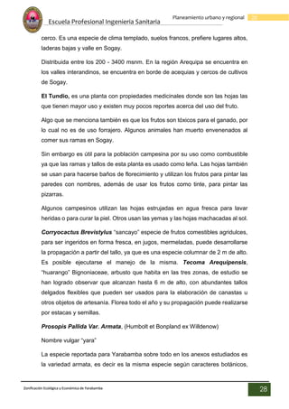 Escuela Profesional Ingenieria Sanitaria
28
Planeamiento urbano y regional
Zonificación Ecológica y Económica de Yarabamba
28
cerco. Es una especie de clima templado, suelos francos, prefiere lugares altos,
laderas bajas y valle en Sogay.
Distribuida entre los 200 - 3400 msnm. En la región Arequipa se encuentra en
los valles interandinos, se encuentra en borde de acequias y cercos de cultivos
de Sogay.
El Tundio, es una planta con propiedades medicinales donde son las hojas las
que tienen mayor uso y existen muy pocos reportes acerca del uso del fruto.
Algo que se menciona también es que los frutos son tóxicos para el ganado, por
lo cual no es de uso forrajero. Algunos animales han muerto envenenados al
comer sus ramas en Sogay.
Sin embargo es útil para la población campesina por su uso como combustible
ya que las ramas y tallos de esta planta es usado como leña. Las hojas también
se usan para hacerse baños de florecimiento y utilizan los frutos para pintar las
paredes con nombres, además de usar los frutos como tinte, para pintar las
pizarras.
Algunos campesinos utilizan las hojas estrujadas en agua fresca para lavar
heridas o para curar la piel. Otros usan las yemas y las hojas machacadas al sol.
Corryocactus Brevistylus “sancayo” especie de frutos comestibles agridulces,
para ser ingeridos en forma fresca, en jugos, mermeladas, puede desarrollarse
la propagación a partir del tallo, ya que es una especie columnar de 2 m de alto.
Es posible ejecutarse el manejo de la misma. Tecoma Arequipensis,
“huarango” Bignoniaceae, arbusto que habita en las tres zonas, de estudio se
han logrado observar que alcanzan hasta 6 m de alto, con abundantes tallos
delgados flexibles que pueden ser usados para la elaboración de canastas u
otros objetos de artesanía. Florea todo el año y su propagación puede realizarse
por estacas y semillas.
Prosopis Pallida Var. Armata, (Humbolt et Bonpland ex Willdenow)
Nombre vulgar “yara”
La especie reportada para Yarabamba sobre todo en los anexos estudiados es
la variedad armata, es decir es la misma especie según caracteres botánicos,
 