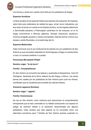 Escuela Profesional Ingenieria Sanitaria
30
Planeamiento urbano y regional
Zonificación Ecológica y Económica de Yarabamba
30
Los troncos y ramas son usados como leña por los pobladores de Sogay.
Especies Acuáticas
La flora acuática es de especial interés para estudios de evaluación de impactos,
sobre todo para estándares de calidad de agua, sirven como indicadores, por
esa razón se toman en cuenta en los listados de flora, se han logrado determinar
a Zannichiella palustres y Potamogeton pectinatus en las acequias, en el río
Sogay encontramos a Mimulus glabratus, Rorippa nasturtuium aquaticum,
Verónica anagallis aquatica y Cotula coronapifolia. Además lemma mínima muy
escasa y azolla filiculoides, en la parte baja del río.
Especies Medicinales
Cabe mencionar que el uso medicinal de las plantas son por pobladores de San
Antonio ya que encuestas realizadas en Quichiniguaya y Sogay no acostumbran
a usar o si conocen prefieren ir a postas.
Paronichya Microphylla Philipii
Nombre vulgar: “te de burro”
Familia : Caryophyllaceae
En San Antonio se encuentra las laderas y quebradas la Despachana, Cerro El
Pedregoso, Quebrada de la Zorra, laderas de alto Sogay y Hahuin. Las ramas
tiernas son usadas por los pobladores de San Antonio para curar los riñones,
manifiestan que es excelente para combatir los cálculos biliares.
Krameria Lappacea (Dombey)
Nombre vulgar “ ragtaña”
Familia: Krameriaceae
Se usa en San Antonio, como medicina pero desconocen el comportamiento
hemiparasito que la hace vulnerable en su hábitat conduciendo a la especie en
peligro de extinción debido a la extracción descontrolada por algunos
pobladores. Cabe recalcar que esta especie se ha convertido como una
alternativa económica para 7 familias de San Antonio quienes sustentan su
 