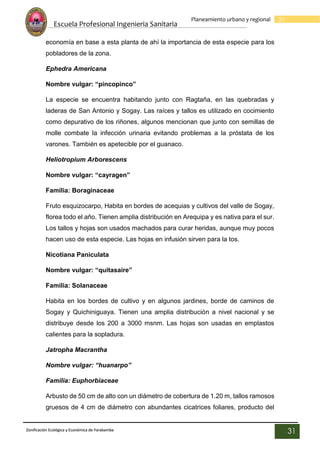 Escuela Profesional Ingenieria Sanitaria
31
Planeamiento urbano y regional
Zonificación Ecológica y Económica de Yarabamba
31
economía en base a esta planta de ahí la importancia de esta especie para los
pobladores de la zona.
Ephedra Americana
Nombre vulgar: “pincopinco”
La especie se encuentra habitando junto con Ragtaña, en las quebradas y
laderas de San Antonio y Sogay. Las raíces y tallos es utilizado en cocimiento
como depurativo de los riñones, algunos mencionan que junto con semillas de
molle combate la infección urinaria evitando problemas a la próstata de los
varones. También es apetecible por el guanaco.
Heliotropium Arborescens
Nombre vulgar: “cayragen”
Familia: Boraginaceae
Fruto esquizocarpo, Habita en bordes de acequias y cultivos del valle de Sogay,
florea todo el año. Tienen amplia distribución en Arequipa y es nativa para el sur.
Los tallos y hojas son usados machados para curar heridas, aunque muy pocos
hacen uso de esta especie. Las hojas en infusión sirven para la tos.
Nicotiana Paniculata
Nombre vulgar: “quitasaire”
Familia: Solanaceae
Habita en los bordes de cultivo y en algunos jardines, borde de caminos de
Sogay y Quichiniguaya. Tienen una amplia distribución a nivel nacional y se
distribuye desde los 200 a 3000 msnm. Las hojas son usadas en emplastos
calientes para la sopladura.
Jatropha Macrantha
Nombre vulgar: “huanarpo”
Familia: Euphorbiaceae
Arbusto de 50 cm de alto con un diámetro de cobertura de 1.20 m, tallos ramosos
gruesos de 4 cm de diámetro con abundantes cicatrices foliares, producto del
 