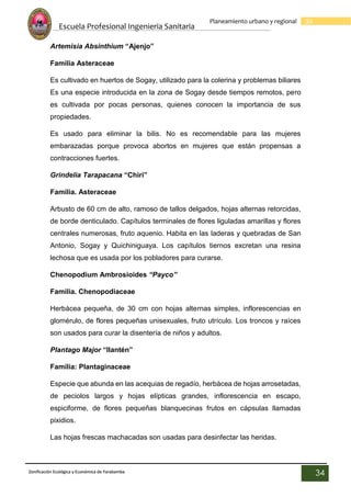 Escuela Profesional Ingenieria Sanitaria
34
Planeamiento urbano y regional
Zonificación Ecológica y Económica de Yarabamba
34
Artemisia Absinthium “Ajenjo”
Familia Asteraceae
Es cultivado en huertos de Sogay, utilizado para la colerina y problemas biliares
Es una especie introducida en la zona de Sogay desde tiempos remotos, pero
es cultivada por pocas personas, quienes conocen la importancia de sus
propiedades.
Es usado para eliminar la bilis. No es recomendable para las mujeres
embarazadas porque provoca abortos en mujeres que están propensas a
contracciones fuertes.
Grindelia Tarapacana “Chiri”
Familia. Asteraceae
Arbusto de 60 cm de alto, ramoso de tallos delgados, hojas alternas retorcidas,
de borde denticulado. Capítulos terminales de flores liguladas amarillas y flores
centrales numerosas, fruto aquenio. Habita en las laderas y quebradas de San
Antonio, Sogay y Quichiniguaya. Los capítulos tiernos excretan una resina
lechosa que es usada por los pobladores para curarse.
Chenopodium Ambrosioides “Payco”
Familia. Chenopodiaceae
Herbácea pequeña, de 30 cm con hojas alternas simples, inflorescencias en
glomérulo, de flores pequeñas unisexuales, fruto utrículo. Los troncos y raíces
son usados para curar la disentería de niños y adultos.
Plantago Major “llantén”
Familia: Plantaginaceae
Especie que abunda en las acequias de regadío, herbácea de hojas arrosetadas,
de peciolos largos y hojas elípticas grandes, inflorescencia en escapo,
espiciforme, de flores pequeñas blanquecinas frutos en cápsulas llamadas
pixidios.
Las hojas frescas machacadas son usadas para desinfectar las heridas.
 