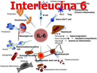 Interleucina 6
 